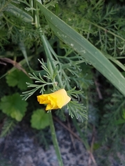 Eschscholzia californica
