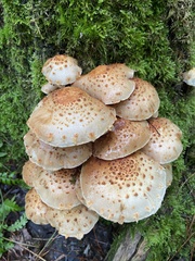 Pholiota