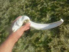 Gymnothorax pictus