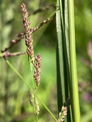 Coleataenia rigidula