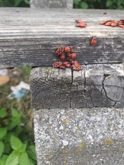 Pyrrhocoris apterus