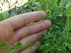Lathyrus tuberosus