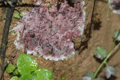 Chondrostereum purpureum