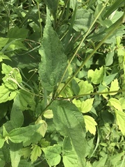 Helianthus decapetalus