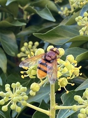 Volucella zonaria