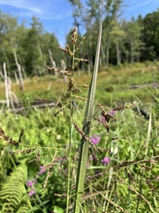 Coleataenia rigidula