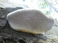Fomitopsis mounceae
