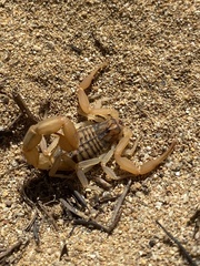 Aegaeobuthus gibbosus