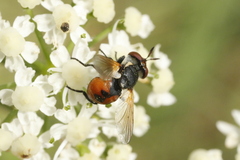 Gymnosoma