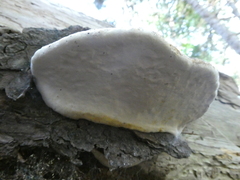 Fomitopsis mounceae