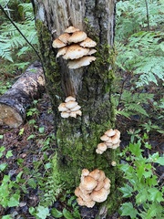 Pholiota