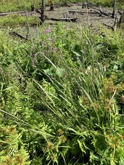 Coleataenia rigidula