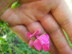 Lathyrus tuberosus