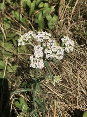 Achillea millefolium