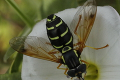 Chrysotoxum festivum