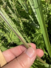 Coleataenia rigidula