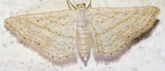 Idaea elongaria