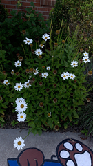 Leucanthemum maximum