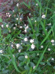 Alternanthera philoxeroides