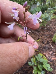 Hylodesmum nudiflorum