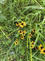 Rudbeckia triloba