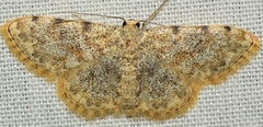 Scopula rufomixtaria