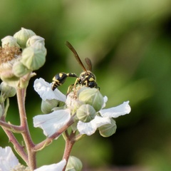 Eumenes mediterraneus