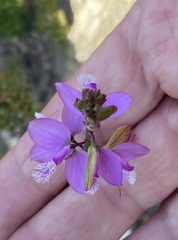 Polygala garcinii