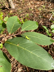 Schistocerca damnifica