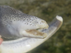 Gymnothorax pictus