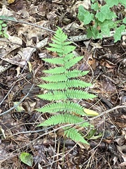 Dryopteris marginalis