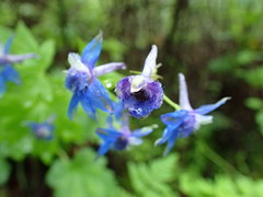 Delphinium bakeri