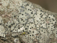 Lecidella elaeochroma