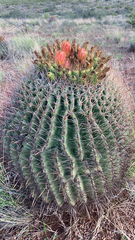 Ferocactus wislizeni