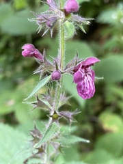 Stachys sylvatica