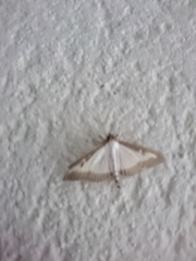 Cydalima perspectalis