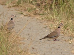 Streptopelia vinacea
