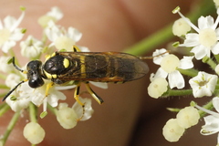 Tenthredo arcuata