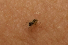 Salticidae