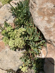 Crithmum maritimum