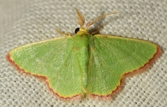 Eucrostes indigenata