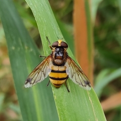 Volucella inanis