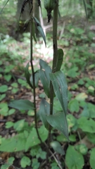 Epipactis