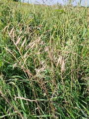 Bromus