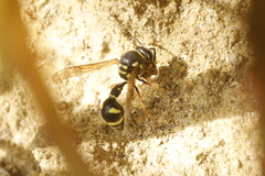 Eumenes