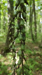 Epipactis