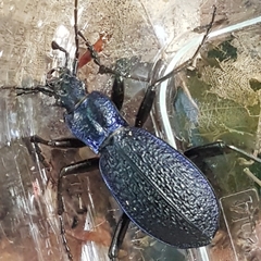 Carabus intricatus
