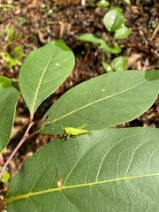 Schistocerca damnifica