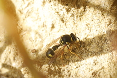 Eumenes
