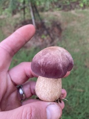 Tylopilus